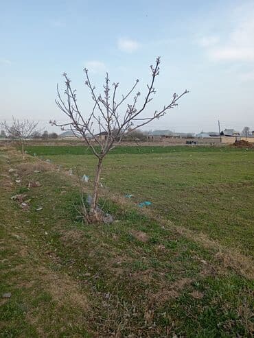 купить квартиру в 4 микрорайоне: 24 sot, Kupça (Çıxarış) — 3