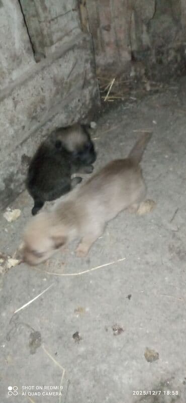 etibarlı əllərə itler: Zvanok damka arginali təmiz qan küçükleri satılır Balaca ölçülü həyət — 5