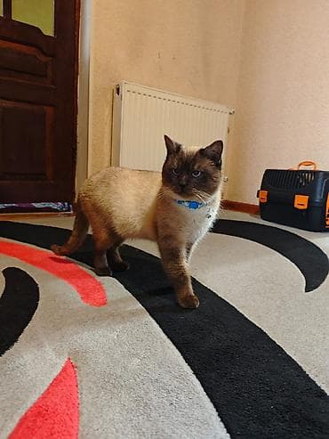 böyüməyən pişiklər: Siam, Erkək — 3