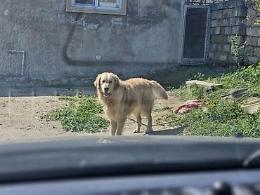 Retriever, Peyvəndli