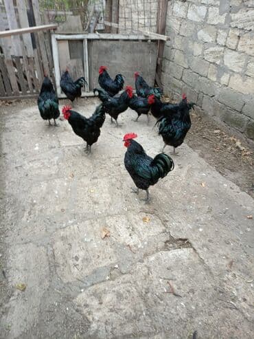 Qara rəngli xoruzlar – yerli təsərrüfatdan Məhsul xüsusiyyətləri: -