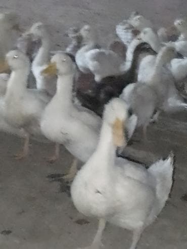 ordək balası və cucə: Satışda ördək sürüsü - Növ: ağ və qarışıq rəngli ev ördəkləri — 7