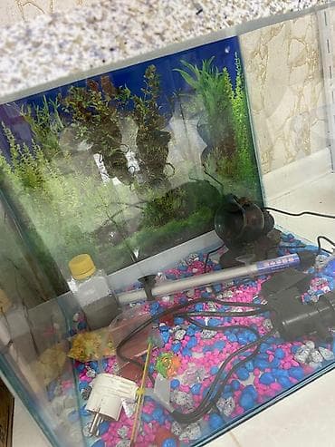 Akvaryum komplekti - Şüşə akvaryum (kublu forma, şəffaf şüşə) - Arxa — 2