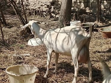 Dişi, Zanen, il: 2, Südlük, Ünvandan götürmə — 3