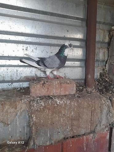 Gəmiricilər: 7satna cavapthem qus saqlamd — 1