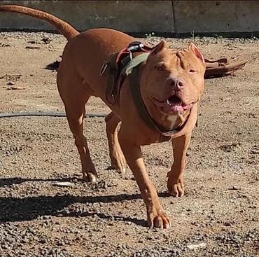 avcarka balasi satisi: Pitbul, 1 ay, Ödənişli çatdırılma — 5