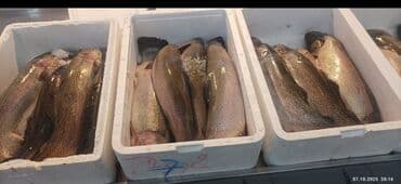 İçkilər: Məhsul: İris (göy qurşağı) alabalığı – bütöv, başlı və qarın hissəsi — 1