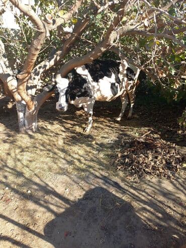 cins inəklər: Dişi, il: 1, Südlük — 1