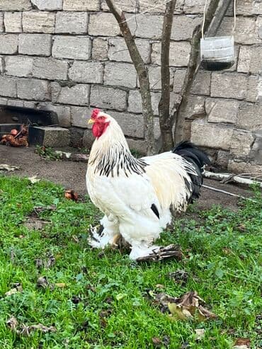 Toyuqlar: Xoruz, Brama, il: 1, Ünvandan götürmə, Ödənişli çatdırılma — 1