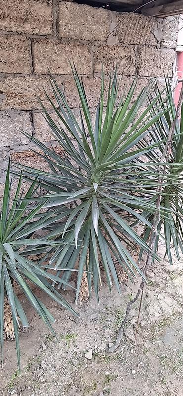Çöl bitkiləri: Yucca filamentosa (yucca, dekorativ kollar) - Bitki növü: Həmişəyaşıl — 1