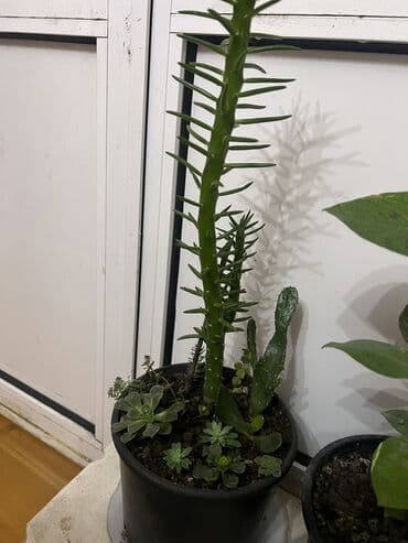 muellimler gunune aid sekiller: Her nov guler var endirimnen verecem Gencedi istiyen yazsin satiş — 46