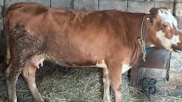 kənd toyuqlarının satışı: Birinci qarına doğub Smental mələzidi balası təmiz qan smentaldı süni — 1