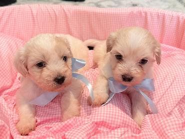 sirin itlerin satisi: Maltipoo balaları – kiçik ölçülü, ağıllı və ailə yönümlü ev heyvanları — 2