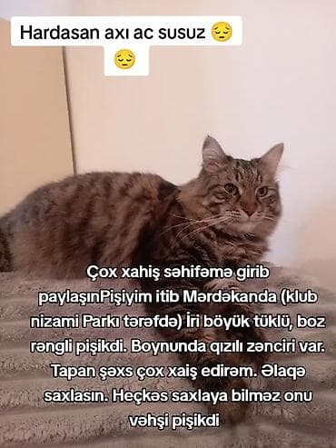 itiler: Norveç, Dişi — 4