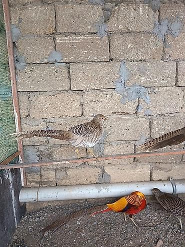 tetra quşu: Dişi limon qırqovul 4 illik metrolara çatdırılma var — 1