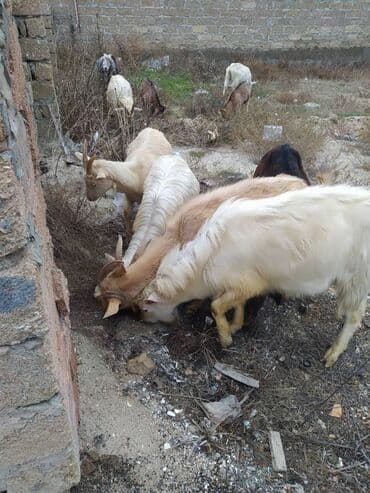 Inəklər, öküzlər: Qoyun-keçi sürüsü - Tərkibi: müxtəlif rənglərdə yerli cins keçilər və — 4