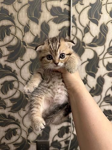 Akvariumlar: Tabbi — 5