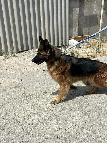it sekilleri afcarka: Alman çoban iti, 3 il, Dişi — 3