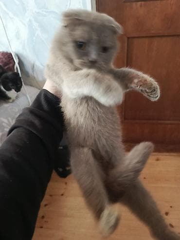 pisiyler: Şotland — 1