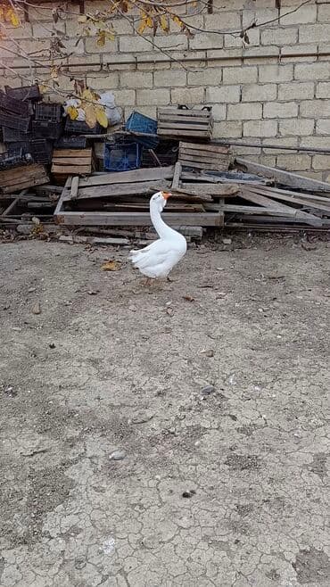 Boşqablar: Ağ rəngli qaz - Növ: ev quşu, qaz - Rəng: tam ağ lələklər, narıncı — 1