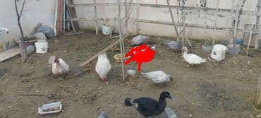 çöl ördeyi: Həm kəsilməli həm də damazlıq original təmiz cins lal ördəklər ( — 2