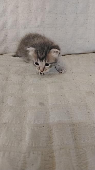 ev pişiy: Dişi, Ünvandan götürmə — 1