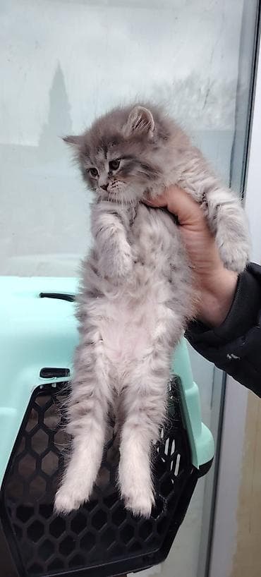 Pişiklər: Yaxşı əllərə — 2