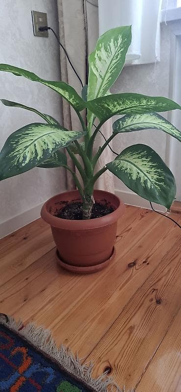 ev gulleri ve adlari: Dieffenbaxiya (Dieffenbachia) – iri, zolaqlı yarpaqları olan dekorativ — 3