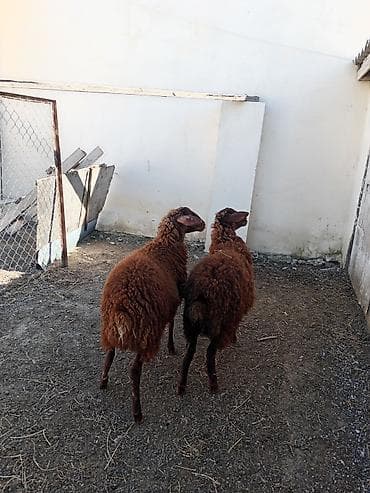 sort qoyunlar: Dişi, Qala, il: 1, 50 kq, Damazlıq, Ünvandan götürmə — 1