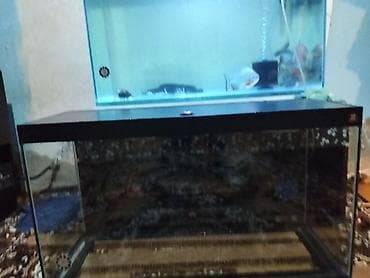 Akvaryum + qapaq dəsti - Şüşə akvaryum: düzbucaqlı forma, geniş