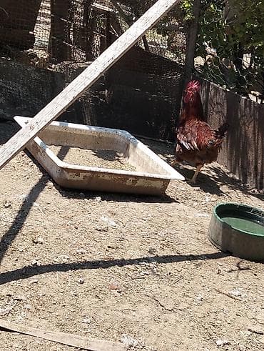 deri kurtkalarin temiri: 5 xoruzlu qiymət hamsi 150 manat — 4