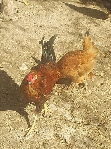 хаски цена в баку: Курица, Для мяса, Самовывоз — 19