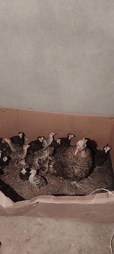 рынок животных в баку: 19 dene saglam Hinduṣka balası 15 günlük biri 8 manatdan satılır — 4