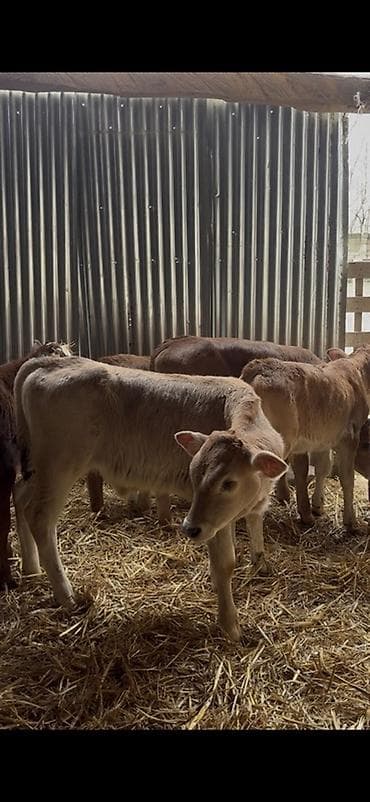 cins ineklerin satisi 2019: Satışda: dana balaları - Növ: yerli cins ətlik/südlük istiqamətə — 3