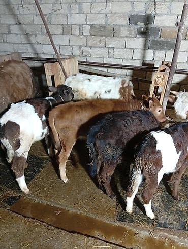 Птицы: Salam aleykum dishi danalardır qara alalar İvanovka di qırmızı sharol — 1