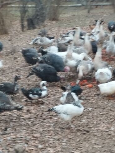 Akvariumlar: Продажа птиц — 2