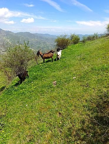 kangal satisi: Alpin keçilərin balaları satılır 1 aylıqdı təmiz qan Alpin erkəkdi — 1