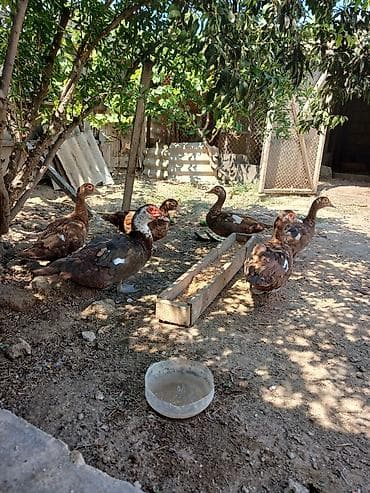 cex quslar: Muscovy (hinduşka ördəyi) ördəkləri satılır. - Rəng: əsasən qəhvəyi — 4