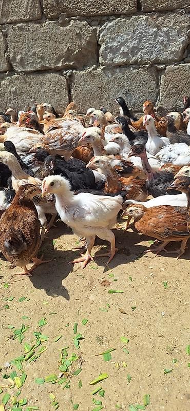 ataks cuceleri: Toyuq cücələri, Damazlıq — 5