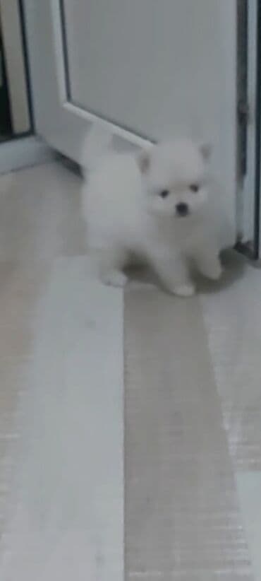 coban iti satiram: Şpitz, 1 ay, Erkek — 6