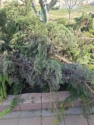 Samovarlar: Thuja budaqları və odun parçaları - Növ: Həmişəyaşıl iynəyarpaq — 4