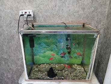 molly: Akvarium .50 m — 1