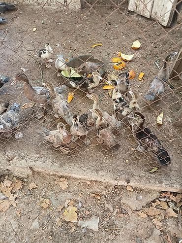 Kənd təsərrüfatı quşları: Evden kocuruk deyene satiram hamisini . tek tek satmiram . Muscovy — 3
