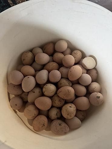 sud ceni: Firəng quşu (Səbzi) yumurtası satılır.Yumurtalar tam mayalı və təzə — 5