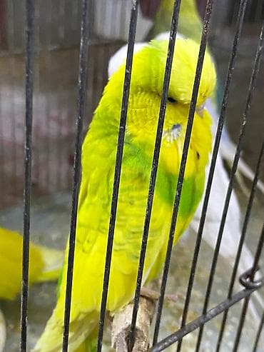 Tutuquşu Jumbo erkək. Barter olar 4 ədəd korella ilə. QEYRİ CİDDİ