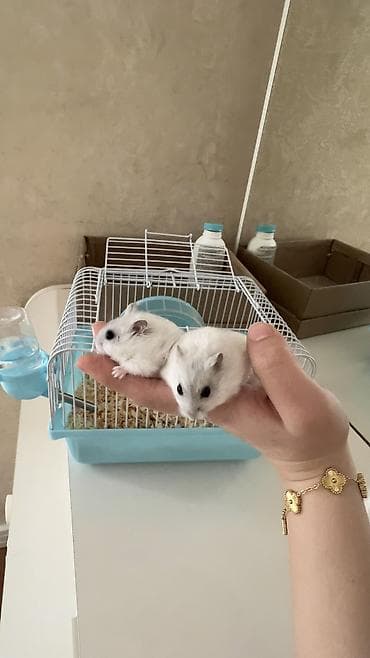 Dovşanlar: Hamster — 3