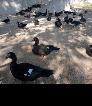 südlük inəklərin satışı: Ördəklər — 1