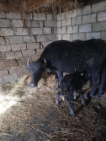 heyvan mal: Su camışı – bala ilə birinci balasıdır.qiyməti 3200 manat - Növ: Yerli — 2