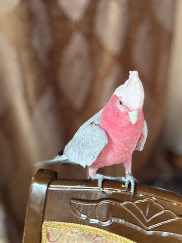 Quşlar: Kakadu Tutuqusu (Papuqay) Kakadu cinsine aid olan erkek tutuqusu — 4