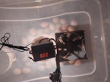 Продукты питания: Məhsul: Xəzər (ov) fəzənlərinin inkubasiya yumurtaları Təsvir: - — 2